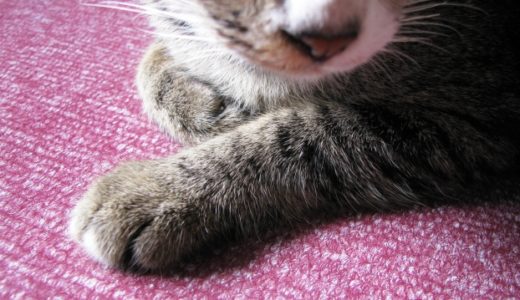 猫が爪切り嫌がる時の簡単なコツ！嫌がる理由と爪とぎの対策