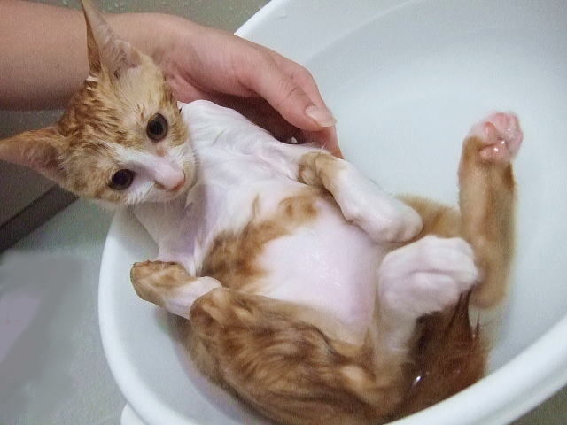 お風呂　猫